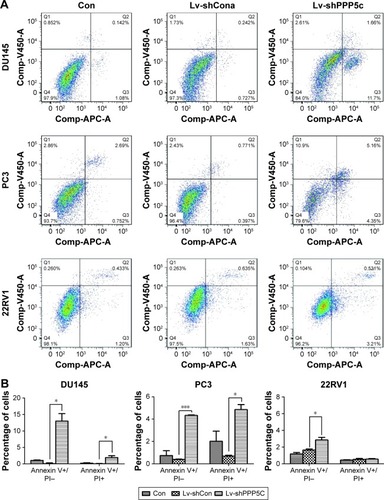 Figure 5 Apoptotic cells are increased after PPP5C silencing.