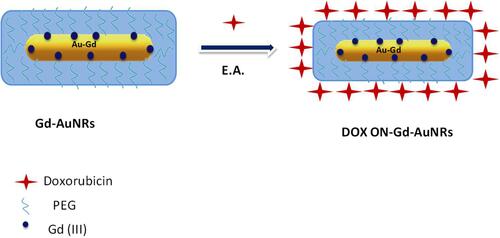 Scheme 3 Schematic representation of Electrostatic Adsorption of DOX onto Gd-AuNRs.