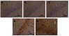 Figure 4 The effects of TCST on the inflammatory responses of hippocampi in TBI rats. Immunohistochemical staining of TNF-α in the hippocampi of TBI rats after TCST (400×). A–E: (A–C) The visual fields at time T0 in Sham group, TBI group and TBI+TCST group under an optical microscope. Minor hippocampal TNF-α expression was observed at T0 in the three groups. (D) The visual fields at all time points except for T5-7 in TBI+TCST group under an optical microscope. The expression of TNF-α was increased in TBI+TCST group compared to that in the other groups. (E) The visual fields at all time points except for T7 in TBI group under an optical microscope. The expression of TNF-α was increased more significantly in TBI group than in the other two groups. Six rats per group.