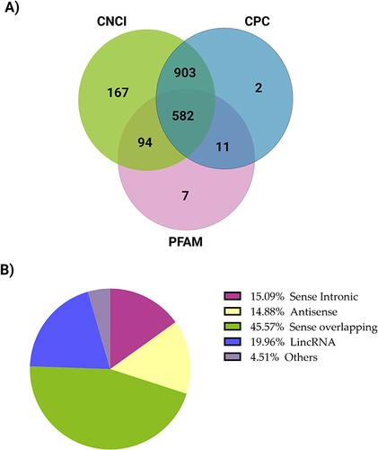 Figure 2 lncRNA transcriptome analysis in the T2DM group compared with the healthy control group. (A) Venn diagram representing predicted lncRNA findings using CNCI, CPC, and PFAM. The sum of the numbers in each large circle reflects the overall number of noncoding transcripts, and the portions of the circle that overlap represent the noncoding transcripts identified by all three methods. (B) A pie chart of lncRNA classification—sense overlapping, lincRNA (long intergenic noncoding RNA), sense intronic, antisense, and other distributions.