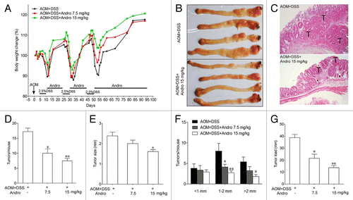 Figure 1. Andrographolide prevents colitis-associated tumorigenesis. Mice were injected i.p. with a single dose (7.5 mg/kg) of AOM followed by 3 cycles of 2.5% DSS given in the drinking water for 5 d. Andro (7.5 and 15 mg/kg) was given i.g. daily during the interval between DSS cycles as shown. Mice were sacrificed on d 95 after CAC induction. (A) Body weight was recorded. (B) The inside of the colon was photographed. (C) Colon tissues were fixed and stained with H&E. (D) Tumor numbers were counted. (E and F) Tumor diameter and distribution were measured. (G) The tumor load was determined by totaling the diameters of all tumors for a given animal. Values are mean ± SEM of 9 mice/group. *P < 0.05, **P < 0.01 vs. AOM+DSS group. Andro, andrographolide.