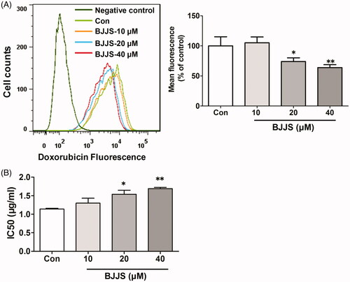 Figure 6. Effects of BJJS against doxorubicin cytotoxicity. The antitumor drug doxorubicin (a P-gp substrate) was used to evaluate the effects of BJJS against doxorubicin cytotoxicity. Doxorubicin accumulation in HepG2 cells was measured by flow cytometry (A). Cell viability was evaluated by the MTT assay. Cytotoxicity was expressed as the concentration of doxorubicin inhibiting cell growth by 50% (IC50) (B). Data shown represent the mean ± SD (n = 3). *p < 0.05 and **p < 0.01 compared with the control group by using one-way ANOVA analysis.