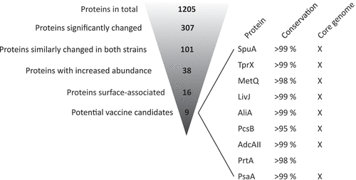 Figure 3. Antigen selection strategy based on comparative proteome profiling of pneumococci. Potential vaccine antigens were selected based on the proteomic datasets obtained from S. pneumoniae strains BHN100 and BHN418 cultured in standard CDM and IVM-CDM. In total, 1205 proteins were detected in at least one replicate of one of the strains of one of the culture conditions, see also Table S1. Of these proteins, 307 proteins were significantly different between the two culture conditions for at least one of the strains (>|1.5|-fold difference, q < 0.05 or a ON/OFF pattern). 101 proteins showed a similarly changed level in both strains, meaning that the protein level was significantly increased in both strains or decreased in both strains. Proteins with increased levels in IVM-CDM versus CDM (38 proteins) were selected, followed by the selection for putative surface proteins (16 proteins) and proper orientation into the bacterial membrane (9 proteins). Nine proteins of interest were checked for their amino acid conservation level based on the sequence identity using NCBI-BLAST (top 100 sequences of S. pneumoniae taxid:1313) [Citation28] and presence of the encoding gene in the core genome of S. pneumoniae [Citation29].