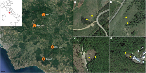 Figure 1. Sampling sites on the Tolfa Mountains (Rome, Latium, Italy). Orange dots indicate the location of the four sites (A, B, C, D). Each yellow dot indicates a pair of funnel traps (CTD-baited trap and control trap), two pairs of traps for each site were set (about 30 m apart). All the images are north-oriented. Satellite images were taken from Google Earth Pro.