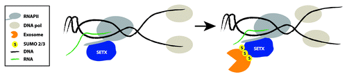 Figure 1. SETX, SUMO, and the exosome: Working together to fight transcription-related DNA damage. SETX is shown already associated with RNAPII, to resolve any R loops that may form naturally during transcription. Upon transcription and/or replication stress, created for example when RNAPII and DNA polymerase collide, SETX becomes sumoylated. Sumoylated SETX then interacts and/or recruits the exosome through its interaction with Rrp45. SETX resolves the R loop, perhaps inducing RNAPII release from DNA template, while the exosome then degrades the released RNA, to prevent possible reformation of the R loop and/or deleterious effects of the prematurely terminated RNA.