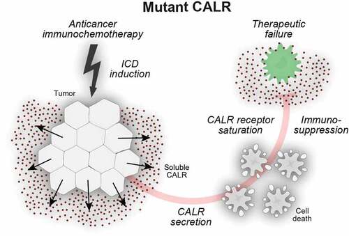 Figure 2. Secreted calreticulin negatively impacts on phagocytosis. Calreticulin (CALR) mutants that affect the C-terminal endoplasmic reticulum (ER)-retention signal KDEL can enter the canonical protein secretion pathway. Soluble CALR protein is secreted via Golgi-dependent exocytosis and ligates surface receptors on antigen presenting cells. In this setting, soluble CALR acts as a decoy that triggers receptor saturation and inhibits the dendritic cell (DC)-mediated phagocytosis of stressed and dying cancer cells, thus blunting adaptive immunity to tumor-associated antigens.