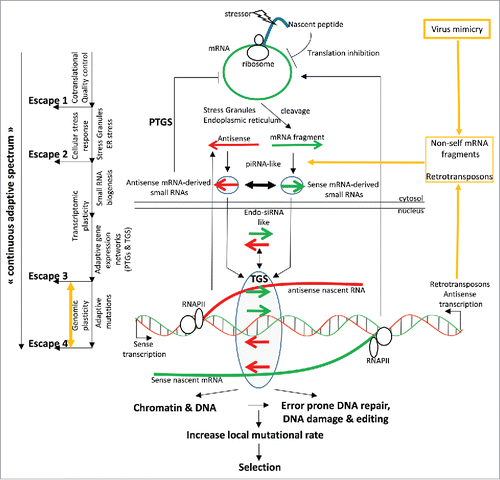 Figure 6. (A) Stressor can affect a nascent polypeptide chain and trigger translation inhibition, which can momentarily limit the synthesis of proteins in an unfavorable local environment (“co-translational quality control,” “escape 1”). However, if the stress persists in inducing, for example, an unfolded protein response (ER stress) and if translationally-stalled mRNAs accumulate, they may form stress granules activating a cellular stress response that can collectively either alleviate the stress situation or induce cellular senescence or apoptosis (“Cellular stress response,” “escape 2”). Sustained-stress situations within a cell population induce cell reprogramming (dedifferentiation), leading in particular to retrotransposon expression and antisense transcription. In these conditions, stress-associated mRNAs could be used as substrates to generate mRNA-derived small RNAs through either the “piRNA” or the “endo-siRNA” pathways. Antisense small RNAs could trigger the degradation of the corresponding mRNAs, thereby providing a post-transcriptional adaptive regulatory loop for limiting the accumulation of translationally-stalled mRNAs (PTGS, “escape 3”). mRNA-derived small RNAs may also target the corresponding genomic loci and induce chromatin and DNA modifications leading to transcriptional gene silencing, thereby providing a transcriptional adaptive regulatory loop for limiting the synthesis of stress-associated mRNAs (TGS, “escape 3”). In the context of the virus infection-like microenvironment, which induces the expression of DNA metabolic enzymes that contributing to “genomic plasticity,” including DNA-editing enzymes, small RNAs may increase the local mutational rate of the corresponding and targeted genomic loci through different mechanisms, which would increase the probability of mutation appearance contributing to alleviate the stress situation (escape 4).