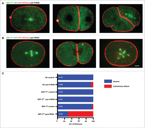 Figure 5. SEP-1PD::GFP was enhanced by t-SNARE syx-4 depletion. (A) Representative images of mitotic cytokinesis in SEP-1WT::GFP (A, green) or homozygous SEP-1PD::GFP (B, green) embryos co-expressing PH::mCherry (red). (B) Representative images of mitotic cytokinesis failure in homozygous SEP-1PD::GFP; PH::mCherry expressing embryos with syx-4 (RNAi), resulting in a one cell embryo with a multi-polar spindle. (C) Percentage of embryos displaying normal cytokinesis (blue) or cytokinesis failure (red) in different conditions as indicated (n = number of embryos imaged). Scale Bars, 10 μm.