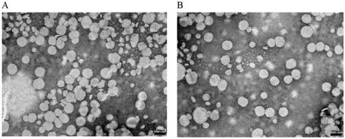 Figure 1. The transmission electron micrographs of (A) CA-CL and (B) CA-SAL. Note: Scale bar = 100 nm.