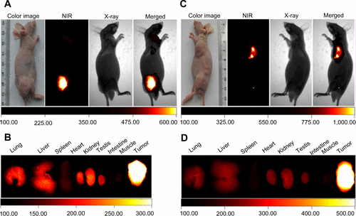 Figure S5 NIR fluorescence images of mice bearing a HL-60 tumor within 14 days after intravenous injection of NIR-27 at a dose of 0.3 mg/kg.Abbreviations: NIR, near-infrared; NIR-27, heptamethine indocyanine dye.