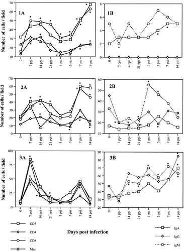 Fig. 1 T cells and B cells and macrophages in the ovary (1), infundibulum (2), magnum (3), isthmus (4), uterus (5) and vagina (6) of laying hens following intravenous SE inoculations. 1A: T cells and macrophages. 1B: B cells. Samples were taken 7, 14, 21 days p.p.i. and 1,3,7, and 14 days p.s.i. of 6×107 CFU bacteria. T cells and macrophages were detected by the avidin–biotin–peroxidase immunohistochemical method. B cells were detected by indirect immunofluorescence test. Cells were counted on photographs taken at a magnification of 100× (counting area was equivalent to 0.07 mm2). * Significant difference (P<0.05) from the respective control values.