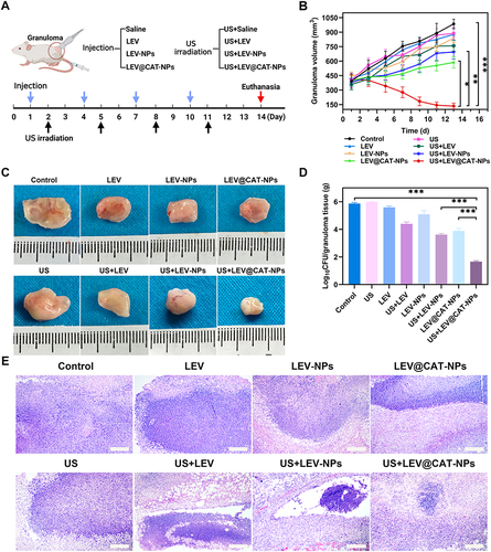 Figure 2 In vivo synergistic effects of ultrasound-mediated LEV@CAT-NPs. (A) Treatment protocols of experimental mice with a subcutaneous tuberculosis granuloma. (B) Volume change curves of granulomatous tissues in each group of mice during 14 days of treatment by different modalities. (C) Photographs of isolated granulomatous tissues after 14 days of treatment with different modalities. (D) CFU analysis of bacterial cultures from granulomatous tissues after 14 days of treatment by different modalities. (E) H&E staining images of granulomatous tissues after 14 days of treatment with different modalities. The scale bar is 100 μm. The data represent the mean ± SD of three independent experiments. *p < 0.05, **p < 0.01, ***p < 0.001.