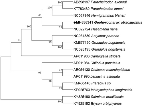 Figure 1. Phylogenetic tree derived from NJ based on concatenated nucleotide sequences of twelve PCGs. Including Gephyrocharax atracaudatus, Chalceus macrolepidotus, Paracheirodon axelrodi, Carnegiella strigata, Chilodus punctatus, Lebiasina astrigata, Piaractus sp, Grundulus bogotensis, Ichthyoelephas longirostris, Paracheirodon innesi, Paracheirodon innesi, Brycon orbignyanus, Hasemania nana, Grundulus bogotensis, Hemigrammus bleheri and Astyanax paranae.