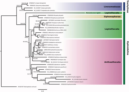 Figure 1. Phylogenetic tree showing evolutionary relationships of Hydrozoa based on 13 concatenated mitochondrial genes (3014 amino acids) from 34 Hydrozoa species. The scyphozoan Nemopilema nomurai was used as an outgroup. NCBI GenBank accession numbers are shown next to species names. The newly sequenced Nemalecium lighti is highlighted in bold. Numbers at nodes indicate bootstrap values (Maximum likelihood) and posterior probabilities (Bayesian inference). The tree was calculated using the IQ-Tree server with 1000 iterations of Ultrafast Bootstrap and visualised using FigTree (v1.4.4).