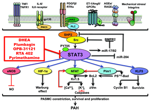 Figure 1. Spectrum of STAT3 implication in PAH. STAT3 is activated in response to cytokines, growth factors and agonists that are dysregulated in PAH, signal transduction trough their receptors (tyrosine kinase, G-protein-coupled, immunoglobin like or integrin), and involvement of SHP2 and Src. STAT3 activates a broad range of transcription factors and proteins, all implicated in the management of proliferation and resistance to apoptosis that lead to the development of PAH. By downregulating miR-204, STAT3 abolishes SHP2 repression, enhances Src activation and finally sustains its own activation. Several STAT3 inhibitors (in red) might be beneficial for the treatment of PAH. Some of them are in early phase clinical trial for the treatment of cancer. This might as well facilitate their utilization for PAH treatment as data on their tolerability and efficiency will be available soon. DHEA is actually undergoing a phase 3 clinical trials for chronic obstructive pulmonary diseases and pulmonary hypertension.