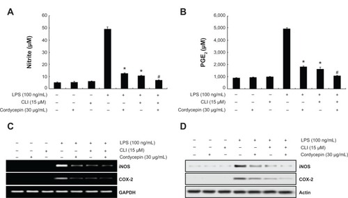 Figure 6 Effects of the TLR4 inhibitor CLI-095 on nitric oxide and PGE2 production in LPS-stimulated RAW 264.7 macrophages.