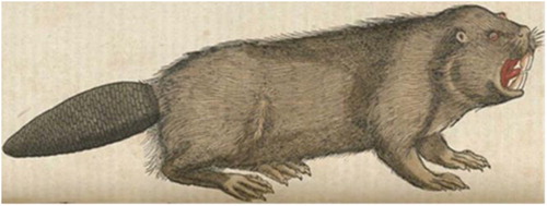 Figure 5. Konrad Gesner’s beaver https://www.nlm.nih.gov/exhibition/historicalanatomies/gesner_home.html p. 336.