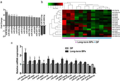 Figure 1. Expression of miR-30a-5p in serum samples obtained from women receiving long-term BP treatment for postmenopausal OP. A. Fold changes in the expressions of 14 differential miRNAs. B. A heat map prepared using hierarchical cluster analysis shows distinct miRNA expression patterns in the BP and control groups. C. Real-time PCR analysis of relative miRNA expression. *P < 0.05 and **P < 0.01 vs. the control group.