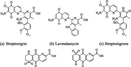 Figure 1. Structures of 5,8-quinolinedione antibiotics.[Citation10–13] (a) Streptonigrin (b) Lavendamycin (c) Streptınigrone (d) Ascidiathiazone A (e) Ascidiathiazone B.