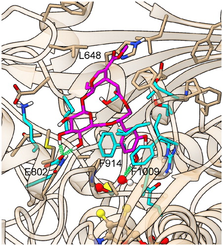Figure 4. Representative structure of the ligand binding site of the final model of the XO complex with fraxamoside (Compound 1). The site of the representative frame from the last 5 ns of MD for the XO-fraxamoside complex III model is shown adopting a partially transparent tan ribbon representation for protein backbone, and sticks for ligand, prosthetic groups, and protein sidechains of residues involved in contacts with either ligands or dioxothiomolybdenum(VI) ions. Atoms are colored with the following scheme: O = red, N = blue, H = white, S = yellow, P = orange, Mo = light-blue, cyan = C atoms from residues involved in conserved interactions with all structurally characterized XO ligands, solid tan = C atoms from residues exhibiting specific interactions with fraxamoside and magenta = C atoms in fraxamoside. Ligand-protein H-bonds are depicted with a green spring.