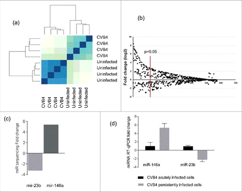 Figure 5. Cellular microRNA profile during CVB4 persistent infection. MiRNA sequencing was performed on CVB4 and uninfected Panc-1 cells. The profile is compared between CVB4 and uninfected cells (a). MiRNAs with a fold change ≥ 3 and p<0.05 were considered as differentially expressed (b). The fold-change of miR-146a and miR-23b expression in persistently infected cells determined by miR-sequencing is shown (c). Taqman RT-qPCR was used to to quantify miR-146a and miR-23b in CVB4 acutely and persistently infected cells. RT-qPCR results are mean +/− SD of 3 independent experiments (d).