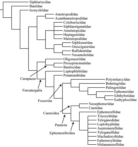 Figure 1. Majority-rule consensus phylogenetic tree of Ephemeroptera, combining 100 morphological characters and 5800 nucleotides (from Ogden et al. 2009).