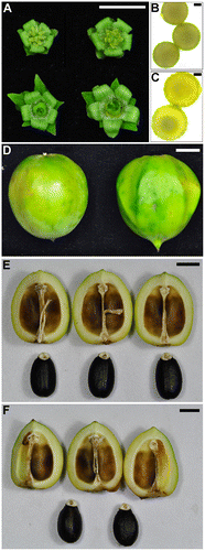 Figure 3. Flower, pollen, fruit and seed of diploid and tetraploid J. curcas. (A) Female (left panel) and male (right panel) flowers of the tetraploid (upper panel) and diploid (lower panel). Bar = 1 cm. (B, C) Pollen of (B) the diploid and (C) the tetraploid. Bars = 25 μm. (D) Fruit of the diploid (left) and tetraploid (right). Bar = 1 cm. (E, F) Fruit shell and seeds of (E) the diploid and (F) the tetraploid. Bar = 1 cm.