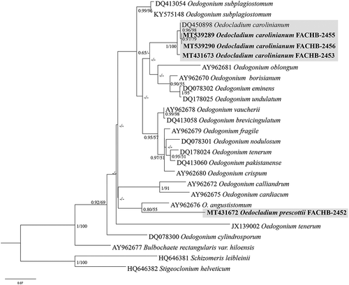 Fig. 2. Phylogenetic tree of the Oedogoniales algae based on ITS sequences. Numbers on the left and right side at the branches ultrafast bootstrap inferred by IQTREE (≥ 50%) and Bayesian posterior probabilities (≥ 0.5), respectively. Branch lengths are proportional to the genetic distances, which are indicated by the scale bar
