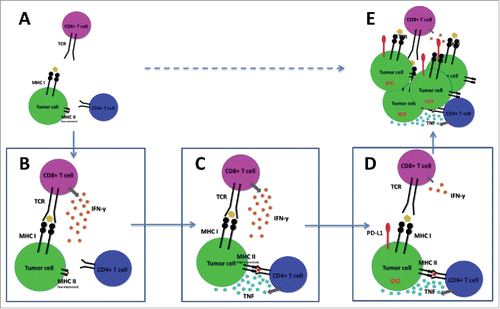 Figure 1. Schematic representation of immune escape of “melanoma subset I."Citation8 (A) Aberrant expression of MHC class II induce accumulation of tumor specific CD4+ T cells in the microenvironment. (B) CD8+ T cells produce IFNγ upon recognition of tumor antigens. (C) IFNγ promotes upregulation of MHC class II molecules which increase tumor recognition by tumor specific CD4+ T cells, leading to TNF release. (D) TNF increase expression of immune suppressive molecules in tumor cells, leading to reduced activation of CD8+ T cells in the tumor microenvironment. (E) Tumor cells escape CD8+ T cell responses and proliferate.