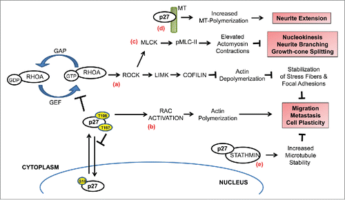 Figure 2. p27 regulates cell migration. Depending on the cell-specific context, p27 can either promote or inhibit cell migration in a CDK-independent manner. (a) RhoA functions as a molecular switch that cycles between inactive GDP-bound and active GTP-bound states that are promoted by GTPase-activating proteins (GAPs) and guanine–nucleotide exchange factors (GEFs), respectively. Upon stimulation, GEFs activate RhoA which in turn activates ROCKs to phosphorylate LIMKs. Thus activated, LIMK then phosphorylates cofilin to inhibit its actin-depolymerizing function to stabilize actin stress fibers and focal adhesions. Cytoplasmic p27 inhibits this pathway by directly interacting with RhoA and preventing its activation by the Rho-GEFs, resulting in increased cell motility. Mitogenic signaling pathways and oncogenic kinases target p27 for cytoplasmic relocalization through phosphorylation of specific residues (indicated by yellow circles)—phosphorylation of S10 promotes nuclear export while phosphorylation of T157 and/or T198 impairs nuclear import. (b) In certain cell types, cytoplasmic p27 can promote Rac activation to stimulate filopodium formation and cell migration (c) In migrating cortical interneurons, sustained activation of RhoA in the absence of p27 results in elevated actomyosin contractions due to increased phosphorylation of myosin-II light chain (pMLC-II) by activated MLC kinase (MLCK). This deregulation contributes to defective nucleokinesis, neurite branching, and tangential migration. Cytoplasmic p27 fine-tunes the actomyosin contractions by inhibiting RhoA activation to correct this defect. (d) p27 is a microtubule (MT)-associated protein and it promotes MT-polymerization, thereby contributing to neurite extension during interneuron migration. (e) p27 controls MT dynamics in a stathmin-dependent manner. Sequestration of stathmin, a MT-destabilizing protein, by p27 blocks the tubulin-sequestration activity of the former resulting in increased MT polymerization and inhibition of migration.