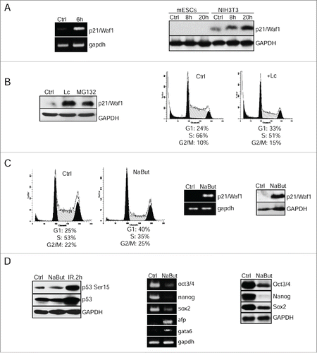 Figure 2. Negative control of p21Waf1 expression occurs at 2 levels of regulation: epigenetic modulation of gene transcription and proteasome-mediated protein degradation. (A) RT-PCR analysis of p21/Waf1 gene transcripts 6 h post-irradiation of mESCs. Gapdh was used as an internal control (left panel). Western blotting analysis of protein extracts from control and irradiated mESCs (8 and 20 h post-irradiation) using antibodies against p21/Waf1 protein. NIH3T3 cells were taken as control (right panel). (B) mESCs were treated with lactacystin (10 μM) and MG132 (10 μM) for 4 h, then extracted proteins were subjected to immunoblotting with antibody to p21/Waf1 protein (left panel). FACS analysis of cell cycle distribution of mESCs treated with lactacystin (Lc) (10 μM) for 20 h (right panel). (C) FACS analysis of cell cycle distribution of untreated mESCs and treated with NaBut (4 mM for 24 h) (left 2 panels). RT-PCR assay for p21/Waf1 transcription in mESCs treated with NaBut (4 mM); gapdh was used as an internal control (middle panel). Western blotting analysis of lysates from untreated (Ctrl) and NaBut-treated mESCs (4 mM for 24 h) using antibodies against p21/Waf1 (right panel). (D) Western blotting analysis of protein extracts from control (Ctrl), treated with NaBut (4 mM, 24 h), and irradiated (2 h, 6 Gy) cells (left panel). Blots were stained using antibody to phospho-p53 (Ser15) and total p53. In the middle panel, RT-PCR analysis of mRNA transcripts of oct3/4, nanog, sox2, afp, and gata6 genes in mESCs treated with 4 mM NaBut for 24 h; gapdh was used as an internal control (middle panel). In the right panel, mESCs treated with 4 mM NaBut for 24 h were analyzed by western blot for Oct3/4, Nanog and Sox2 proteins (right panel).