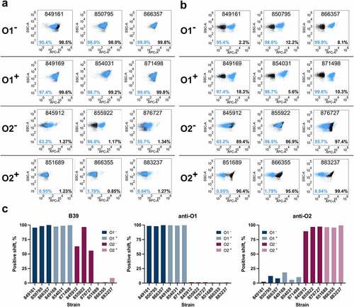 Figure 7. Characterization of binding to K. pneumoniae O1 and O2 strains with/without the gmlABC locus by FACS. a) Binding of B39 (blue) and an anti-O1 IgG (black) by FACS. b) Binding of B39 (blue) and an anti-O2 IgG (black) by FACS. The % positive-shift in binding for each antibody is labeled by color. The numbers in the top-center of each box are the K. pneumoniae strain name. c) Summary of binding to K. pneumoniae O1 (blue) and O2 (magenta) strains by FACS. O1− = K. pneumoniae O1 gmlABC −; O1+ = K. pneumoniae O1 gmlABC +; O2− = K. pneumoniae O2 gmlABC −; O2 + = K. pneumoniae O2 gmlABC +.