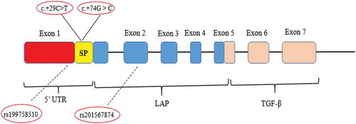 Figure 2. Structure of TGF-β1 Gene and schematic illustration of positions of detected SNPs. Exon 1 encodes the 5ʹUTR that encompasses the signal peptide (SP), Promoter region 2, and fragment of the mature protein. The SNPs c.+29 C > T and c.+74 G > C are located in signal peptide sequence. The SNPs rs199758510 and rs201567874 are located in exon 1 and exon 2, respectively. Each of these SNPs was seen only in one case. The end of exon 5 to exon 6 and exon 7 encodes the mature TGF-β1, and the exon 2, exon 3, exon 4, and part of exon 5 encode the LAP. LAP: latency-associated peptide; UTR: Untranslated Region; TGF-β1: Transforming growth factor beta 1.
