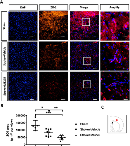 Figure 2 HDAC1 dysfunction decreased the expression of tight junction associated protein- ZO-1 24 h after stroke. (A) The representative figures of immunofluorescent staining for ZO-1 in cerebral ischemia rats 24 h after stroke. The white square denotes an amplified view from the merged figure. Bar: 100 μm; Bar: 400 μm in amplify (B) The quantified data of immunofluorescent staining. (C) The red square denotes where the general view of immunostainings was captured in the brain sections. Sham n=6, Stroke+Vehicle n=8, Stroke+MS275 n=8. Data was evaluated by one-way ANOVA, *p < 0.05, **p <0.01, ***p <0.001.