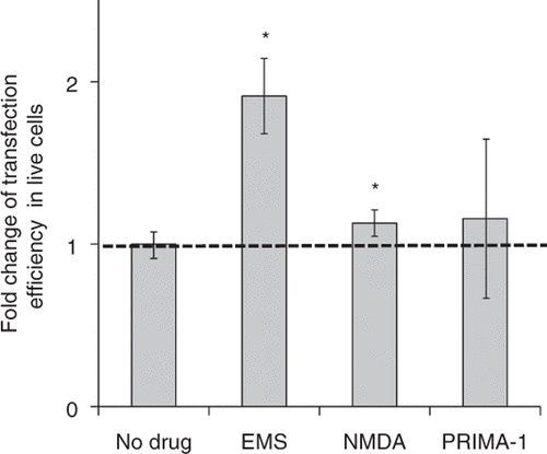 Figure 5. Effect of treatment with drugs believed to up-regulate GADD45α on gene transfection after US exposure. EMS treatment (0.6 mg/mL) and NMDA treatment (2 mM) increased transfection efficiency mediated by US. PRIMA-1 treatment (1 mM) did not affect transfection efficiency. Data represent the averages of n ≥ 3 replicates with standard deviation error bars (*paired Student's t-test, p < 0.05).