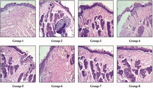 Figure 5. Histological changes in the mice tongue tissue after two weeks of treatment period.