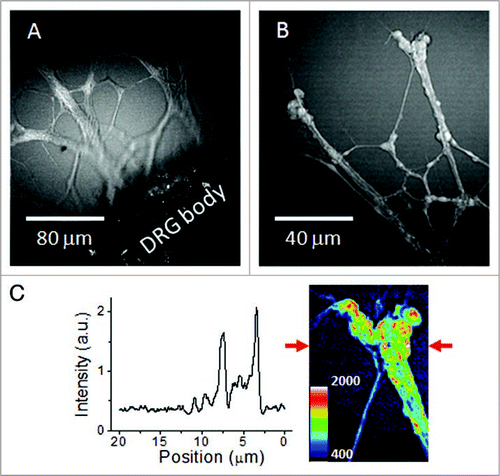 Figure 2 CA RS images of unstained live neurites growing from the DRG body cultured in 1% CS gel matrix. CA RS images of (A) live neurites at the proximity to the DRG body and (B) neurites and bulbs observed around the end of a neuronal growth cone. (C) Signal profile along a line indicated by the arrows in the inset image.
