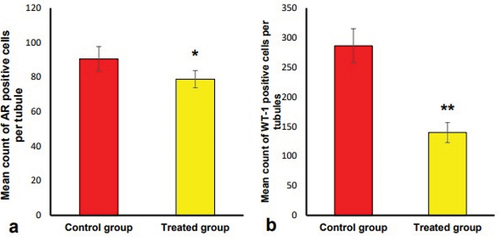 Figure 6. Changes in the mean count of positive cells of immunostaining in the testis of Nile rats in the studied groups. a) Mean count of AR-positive cells. b) Mean count of WT-1 positive cells. Means and SEM are used to express values. P*- value indicated that the values were significantly different from those of the control group, where P*<0.005, and P**<0.001.