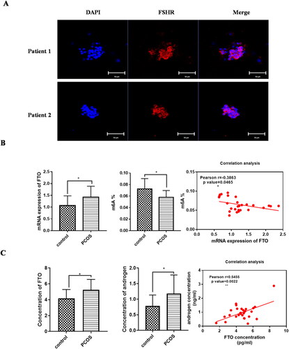 Figure 1. FTO expression was upregulated in human follicular fluid (FF) and granulosa cells (GCs) clinically. A FSHR expression in GCs of patients. B mRNA expression levels of FTO in GCs in PCOS and control (control, n = 16; PCOS, n = 15). m6A content in GCs in PCOS and control (control, n = 13; PCOS, n = 14). Correlation analysis between FTO and m6A level in GCs. C secretion levels of FTO (pg/ml) and androgen (ng/ml) in human FF of PCOS and control (control, n = 15; PCOS, n = 14). Correlation analysis between FTO and androgen concentration in FF (control, n = 15; PCOS, n = 14). Data are presented as the mean ± SD. *p < .05**p < .01***p < .001.