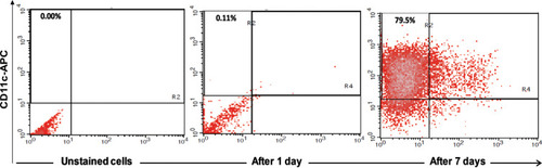Figure 1 Showed FACS analysis of MoDCs, identified by expression of CD11c after 7 days of maturation, approximately 79.5% of the cultured cells were positive for CD11c, indicating the differentiation of monocytes towards MoDCs.