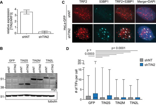 FIG 5 All three TIN2 isoforms rescued TIF formation caused by TIN2 knockdown. (A) qRT-PCR was performed on HeLa GFP-expressing cell lines transduced with nontargeting (shNT) or TIN2-targeting (shTIN2) shRNA lentiviruses. Expression level was analyzed by 2−ΔΔCT relative quantification. shNT, n = 2; shTIN2, n = 3. (B) Western blot of HeLa cell lines expressing GFP or individual mycTIN2 isoforms, transduced with shNT or shTIN2 lentivirus. (C) Representative images of HeLa GFP cell lines transduced with shNT or shTIN2 lentivirus as indicated. Red, TRF2; cyan, 53BP1. TIFs are defined by colocalization of TRF2 and 53BP1. (D) Quantification of TRF2/53BP1 colocalizations per nucleus (TIFs), represented as a box plot with whiskers inclusive of all values (n > 250 nuclei per cell line). Data were analyzed with a Kruskal-Wallis one-way analysis of variance with Dunn’s correction for multiple comparisons. Significant P values are indicated on the graph.