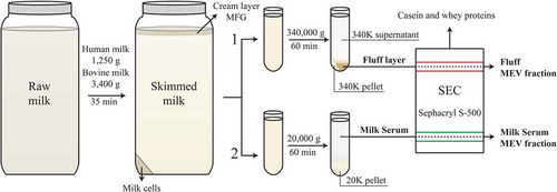 Figure 1. Summary of the MEV isolation approaches. Raw human or bovine milk was skimmed by centrifugation to remove the milk fat globules (MFG) in the cream layer, and to sediment somatic milk cells. Two parallel MEV (milk extracellular vesicle) isolation approaches, based on differential centrifugation and size-exclusion chromatography (SEC), were employed on human and bovine skim milk. (1) Ultracentrifugation of the skim milk (39 ml per tube) results in a solid pellet (340K pellet) containing most of the skim milk casein, a supernatant of milk serum (340K supernatant), and a viscous phospholipid rich soluble concentrate positioned adjacent to the casein pellet (see photo in Sup. Figure S1). The phospholipid concentrate obtained by ultracentrifugation of skim milk is traditionally called the “fluff layer”.[Citation6] (2) A lower g-force centrifugation of human and bovine skim milk (27 ml per tube) results in a casein pellet, and a supernatant of milk serum. Naturally, the casein pellet of human skim milk is smaller compared to bovine skim milk, with the latter depicted in the figure. Subsequently, MEV present in the fluff layer or milk serum can be isolated from remaining soluble casein and whey proteins by SEC. MEV isolation and analysis from the fluff layer is highlighted in red and milk serum in green.