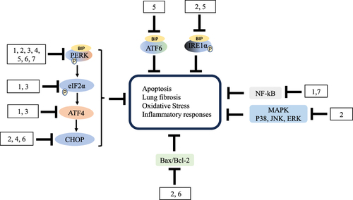 Figure 6 The mechanisms underlying the inhibitory effects of herbal preparation on lung fibrosis. The number represents the corresponding herbal preparation. The arrow refers to the role of promotion the “Display full size”refers to the role of inhibition.