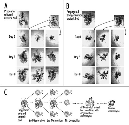 Figure 6 (A and B) Phase contrast photomicrographs demonstrating the ability to microdissect and propogate cultured isolated rat embryonic UBs. (A) UB cultured for 7 days in BSN conditioned medium (supplemented with 10% FBS, 125 ng/ml GDNF and 250 ng/ml FGF1) were dissected and subdivided into thirds and resuspended within 3D ECM gels. This subdivided UBs were cultured for an additional 8 days using the same culture conditions. (B) One of these second generation cultured was further subdivided, resuspended and cultured for an additional 8 days in BSN conditioned media (supplemented with 10% FBS, 125 ng/ml GDNF and 250 ng/ml FGF1). (C) A schematic representation of the procedure for isolated UB propagation indicates the potential for generating a large number of UBs from a single progenitor UB. (From ref. Citation30).