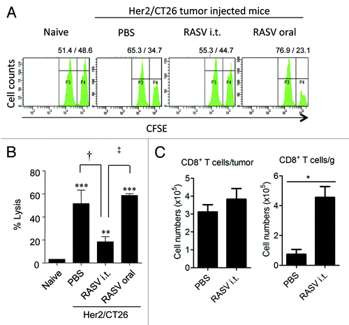 Figure 4. Tumor antigen-specific CTL activity and tumor-infiltrating CD8+ T cells. (A) Spleens from RASV-treated mice were obtained, and specific lysis of hP63 (TYLPTNASL) peptide-loaded target cells was estimated by in vivo CTL levels. (B) Results are expressed as the mean cytotoxicity ± SEM from in vivo CTL assays. (C) The absolute number of tumor-infiltrating CD8+ T cells per tumor (left) and per tumor weight (right). *p < 0.05. Adapted from Hong et al.Citation15