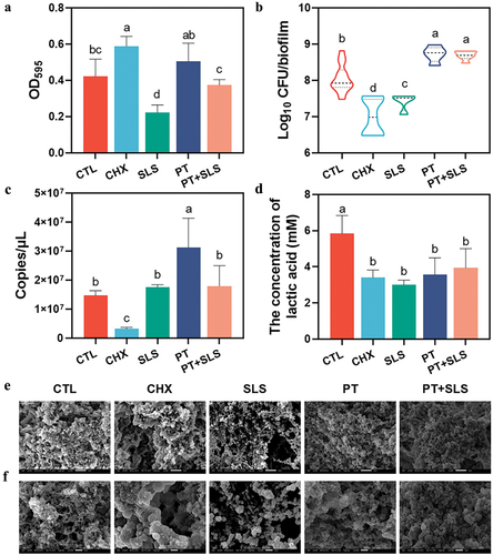 Figure 2. The effect of postbiotic toothpaste and SLS on the preformed biofilms. (a) The biomass of preformed biofilms after different treatments as measured by crystal violet staining. (b) Colony forming unit (CFU) counts of preformed biofilms (statistics are log-transformed). (c) Quantitative analysis of the preformed biofilms using qPCR after different treatments. (d) The concentration of Lactic acid concentration of the preformed biofilms. (e) Microstructure of the biofilms as observed by scanning electron microscopy (SEM) at 3000× magnification. Scale bar, 5 μm. (f) Representative SEM images of the biofilms at 10,000× magnification. Scale bar, 1 μm.