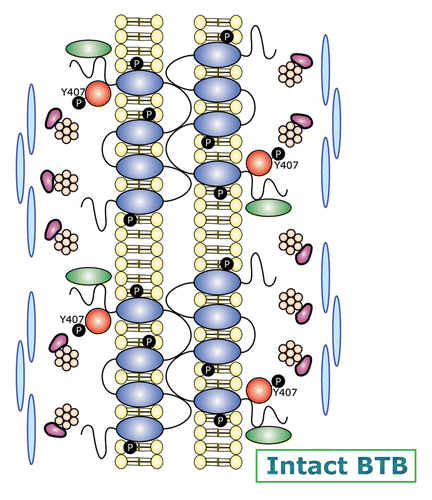 Figure 2. A schematic diagram illustrating the molecular architecture of the BTB and its restructuring events that are mediated by FAK during the seminiferous epithelial cycle. The panel on the left is a schematic drawing that illustrates the relative location of the BTB in the seminiferous epithelium. The BTB is enlarged and shown in the right panel. The upper part of the diagram on the right displays the molecular architecture of an intact BTB. The relatively high expression of p-FAK-Tyr407 at the BTB, coupled with the upregulation of Eps8 (an actin barbed end capping and bundling protein), and two actin cross-linking and bundling proteins palladin and filamin A at the BTB thus maintain the integrity of the actin filament bundles at the BTB. Occludin/ZO-1 and other TJ proteins (e.g., JAM-B/ZO-1, JAM-A-ZO-1), together with basal ES proteins (e.g., N-cadherin/β-catenin, nectin-2/afadin), gap junction proteins (e.g., connexin-43, connexin-33), and desmosomal proteins (e.g., desmoglein-2), thus confer Sertoli cell-cell adhesion to constitute the blood-testis barrier (BTB). This thus maintains the BTB integrity, such as at stage VII of the epithelial cycle. At stage VIII of the epithelial cycle, BTB undergoes modifications as shown in the lower part of the diagram on the right panel. This is likely mediated via a downregulation of p-FAK-Tyr407, which coupled with an upregulation of the Arp2/3 complex and N-WASP, thereby converting actin filament bundles from their “bundled” to their “unbundled/branched” configuration, destabilizing the BTB to facilitate endocytic vesicle-mediated protein trafficking, facilitating BTB restructuring to allow the transport of preleptotene spermatocytes across the BTB. Other signaling proteins, such as the phosphatase, SHP2 (Src homology domain-containing phosphatase-2) may also take part in this event.Citation68