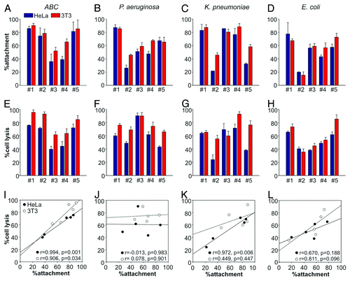 Figure 1. Host cell attachment and lysis by bacterial isolates. Attachment (top) and cell lysis (LDH release), (middle) caused by five different isolates each of ABC (A and E), P. aeruginosa (B and F), K. pneumoniae (C and G) and E. coli (D and H) tested on HeLa (blue) and 3T3 (red) cells. Values given are means ± standard error (n = 3) from a representative experiment performed in triplicate. Correlation between attachment and cytotoxicity on HeLa (●) and 3T3 (○) cells across different isolates (I–L). Pearson correlation coefficients (r values) and significance levels for correlation coefficients (p values) were used to analyze the correlation between strain attachment and cytotoxicity.