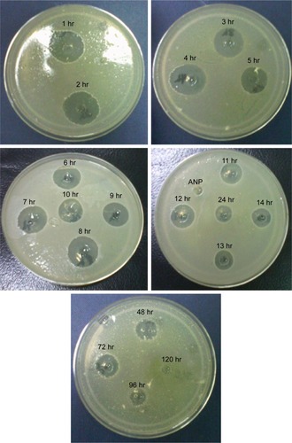 Figure 7 Antibacterial effect of vancomycin released from VANP against MRSA ATCC 29213 based on the diameter of the inhibition zone.Note: The release samples (from 1 to 96 hr [4 days]) expressed the inhibition of bacterial growth, which is indicated by the clear zones around the wells containing the samples.Abbreviations: VANP, vancomycin-loaded aragonite nanoparticle; MRSA, methicillin-resistant Staphylococcus aureus; ATCC, American Type Culture Collection; hr, hour/s.