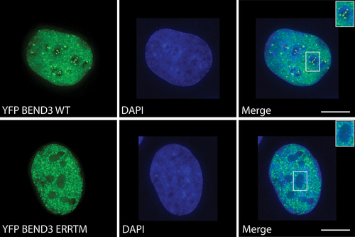 Figure 3. YFP-BEND3- and YFP-BEND3-ERR-mutant distribution in the interphase cell. Note the lack of rDNA binding of the ERR mutant. The rDNA signal within the nucleolus (white box) is shown in the inset.